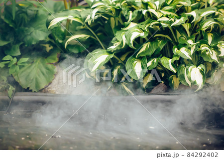 green leaves of water plant and fog, abstract nature environment background green leaves of water plant and fog, abstract nature environment background 84292402
