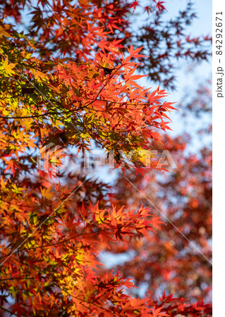 ぐんまこどもの国　遊歩道沿いの紅葉 84292671