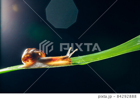 snail on the leaf against black background 84292888