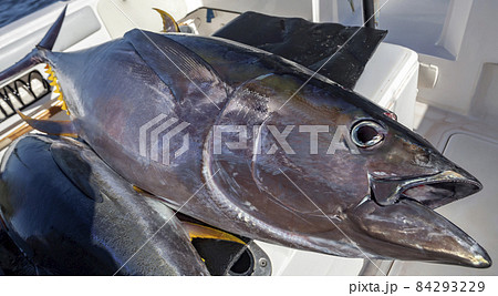 Large yellowfin tuna on board the yacht after ocean fishing. 84293229