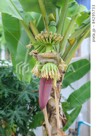 small green banana on a tree in the garden 84295733