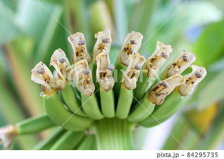 a bouquet of green bananas in the garden bananas planted on trees concept of agricultural gardening Close-up of green bananas on a growing tree. a bouquet of green bananas in the garden bananas planted on trees concept of agricultural gardening Close-up of green bananas on a growing tree. 84295735