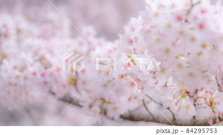 桜（ソフトフォーカス） 84295753