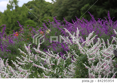 バックの紫の花と緑の樹々の森をぼかし手前の白いサルビアレウカンサの花畑にピントを合わせて撮影した風景 84295954