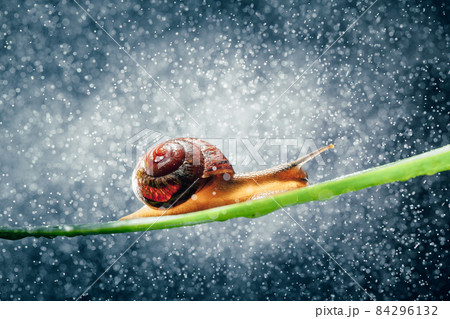 snail with water particles bokeh as the background snail with water particles bokeh as the background 84296132