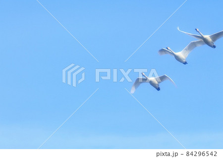 青空を飛ぶ白鳥 青空を飛ぶ白鳥 84296542