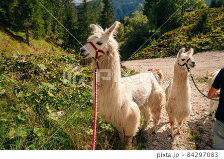 Llamas on the trekking route from beautiful nature landscape in Dolomites, Italy 84297083