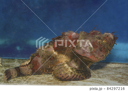 サツマカサゴ カサゴ サツマカサゴ カサゴ 84297216