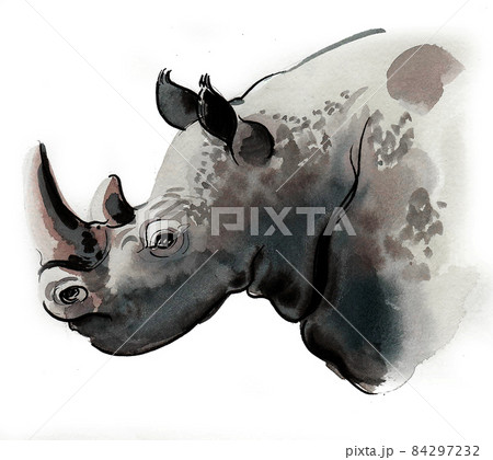 Rhino Head Ink And Watercolour Drawingのイラスト素材