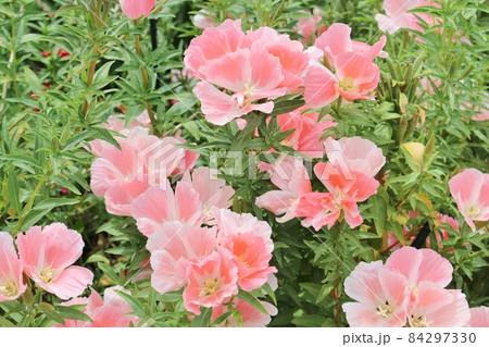 ピンク色のゴデチャ ピンク色のゴデチャ 84297330