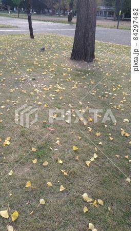 イチョウの落ち葉 84297482