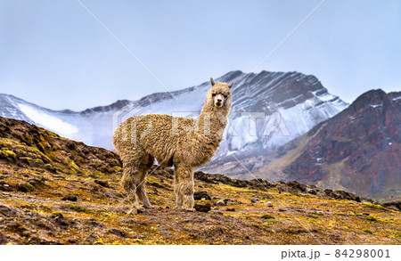 Alpaca at Vinicunca rainbow mountain in Peru 84298001