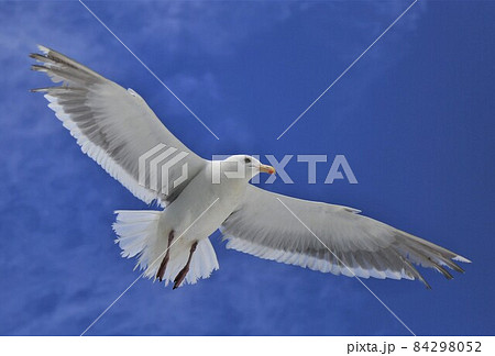 ウミネコ ウミネコ 84298052