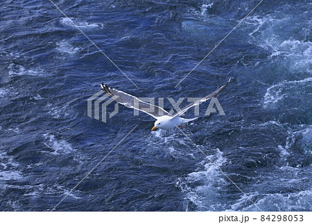 ウミネコ ウミネコ 84298053