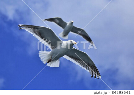 ウミネコ 84298641