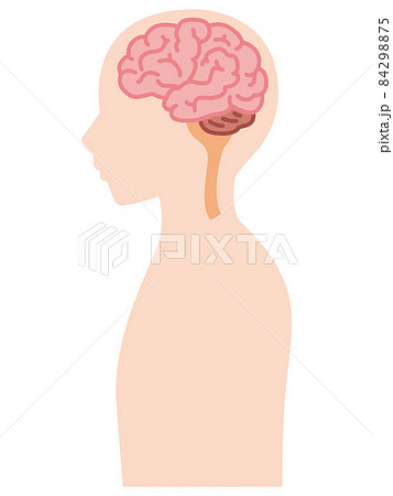 人体の断面図 人体の断面図 84298875