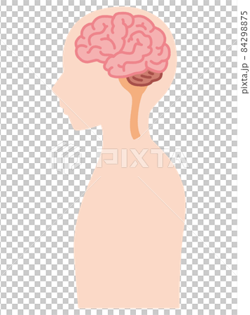 人体の断面図 人体の断面図 84298875