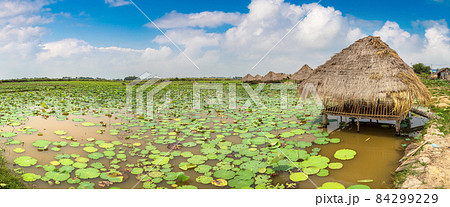 Lotus farm in Cambodia 84299229