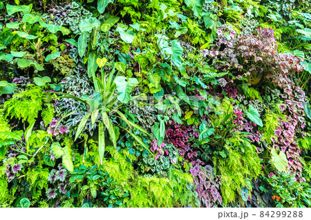 Nature background Nature background 84299288