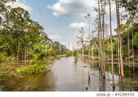 Swamp in Angkor Wat 84299442