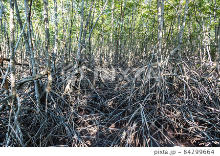 Mangrove forest in Thailand 84299664
