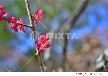 春を先取りする梅花 84299730
