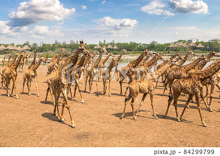 Giraffe in Zoo in Bangkok Giraffe in Zoo in Bangkok 84299799