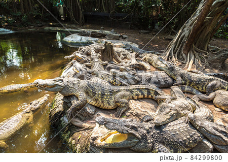 Crocodiles in Zoo in Bangkok Crocodiles in Zoo in Bangkok 84299800