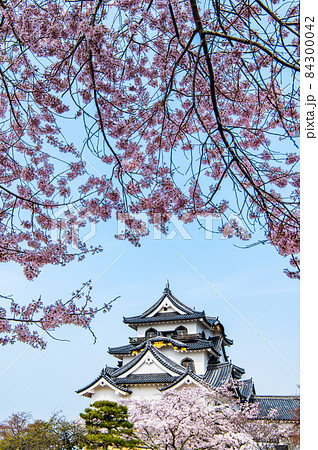 滋賀県彦根市 彦根城 ~天守と満開の桜~ 滋賀県彦根市 彦根城 ~天守と満開の桜~ 84300042