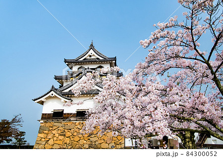 滋賀県彦根市　彦根城 ~天守と満開の桜~ 84300052