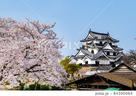 滋賀県彦根市　彦根城 ~天守と満開の桜~ 84300064