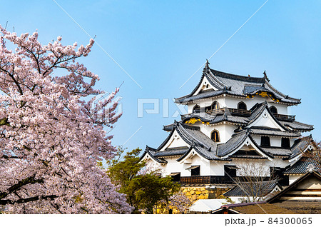 滋賀県彦根市　彦根城 ~天守と満開の桜~ 84300065