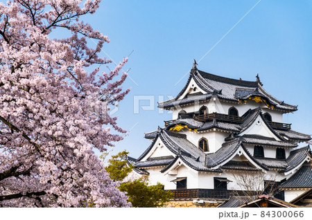 滋賀県彦根市 彦根城 ~天守と満開の桜~ 滋賀県彦根市 彦根城 ~天守と満開の桜~ 84300066