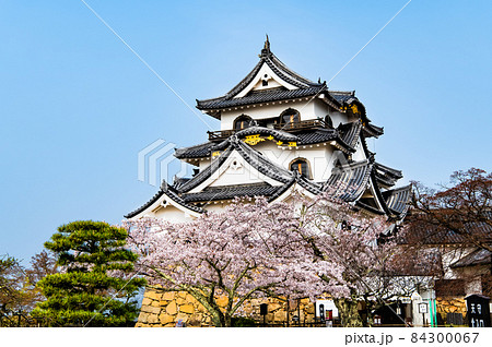 滋賀県彦根市 彦根城 ~天守と満開の桜~ 滋賀県彦根市 彦根城 ~天守と満開の桜~ 84300067