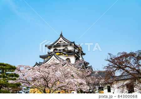 滋賀県彦根市 彦根城 ~天守と満開の桜~ 滋賀県彦根市 彦根城 ~天守と満開の桜~ 84300068