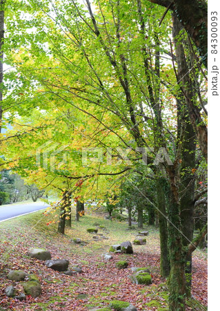 イチョウ並木 84300093