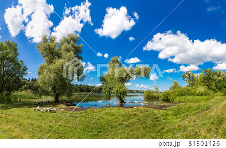Calm pond and water plants 84301426