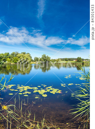 Calm pond and water plants 84301433