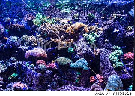 Tropical fish on a coral reef 84301612