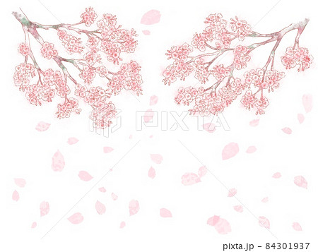 枝付き桜と花吹雪のイラスト素材