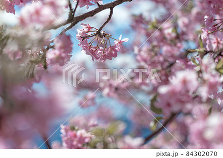 【松田町松田山、満開の河津桜】 84302070