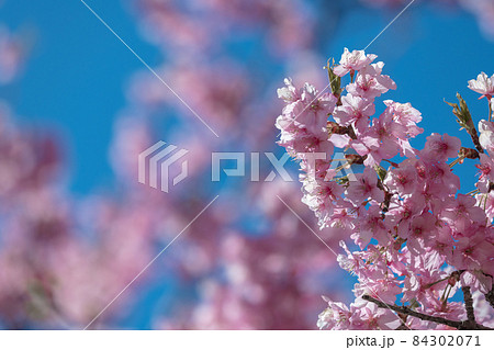 【松田町松田山、満開の河津桜】 【松田町松田山、満開の河津桜】 84302071