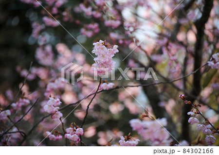 富士桜 富士桜 84302166