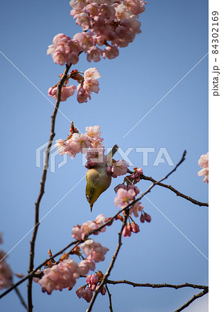 富士桜と目白 富士桜と目白 84302169