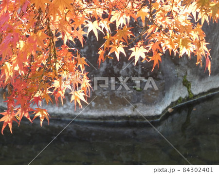 綺麗に色づく紅葉 綺麗に色づく紅葉 84302401
