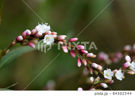真っ白な花が素敵なシロバナサクラタデ 84302544