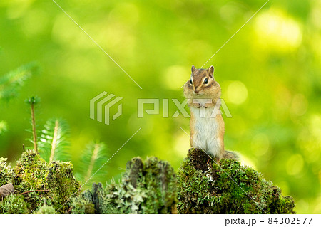 倒木の上でほお袋を膨らませるエゾシマリス 84302577