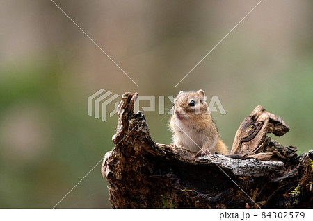 倒木の船に乗るエゾシマリス 84302579