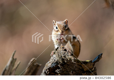 倒木の上で微笑むエゾシマリス 84302586