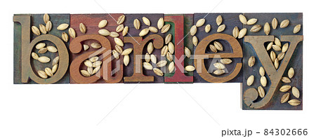 barley word and grain 84302666
